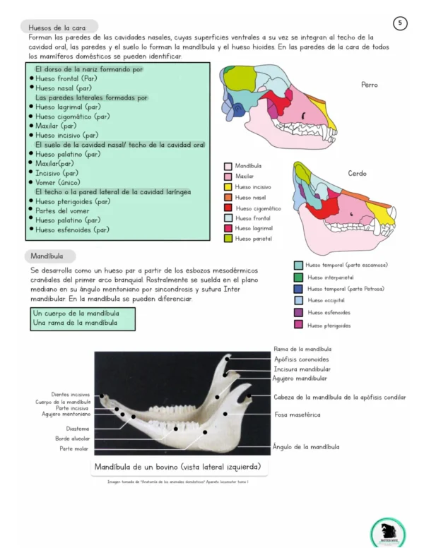Apuntes digital de Anatomía del sistema Músculo-Esquelético basados en König y Liebich - Imagen 6