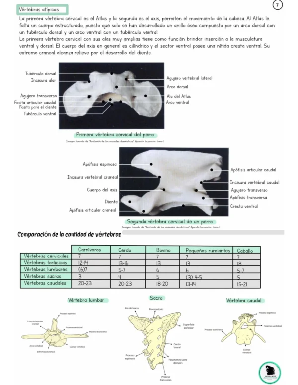 Apuntes digital de Anatomía del sistema Músculo-Esquelético basados en König y Liebich - Imagen 7