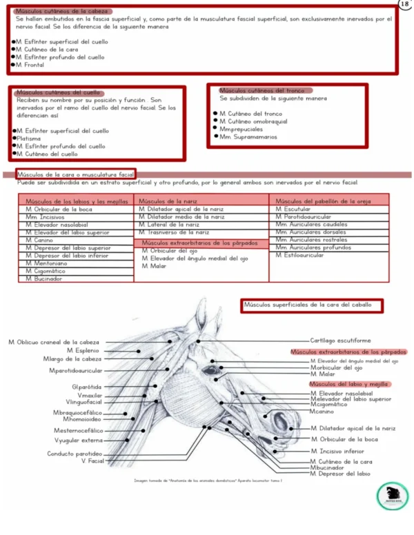 Apuntes digital de Anatomía del sistema Músculo-Esquelético basados en König y Liebich - Imagen 3