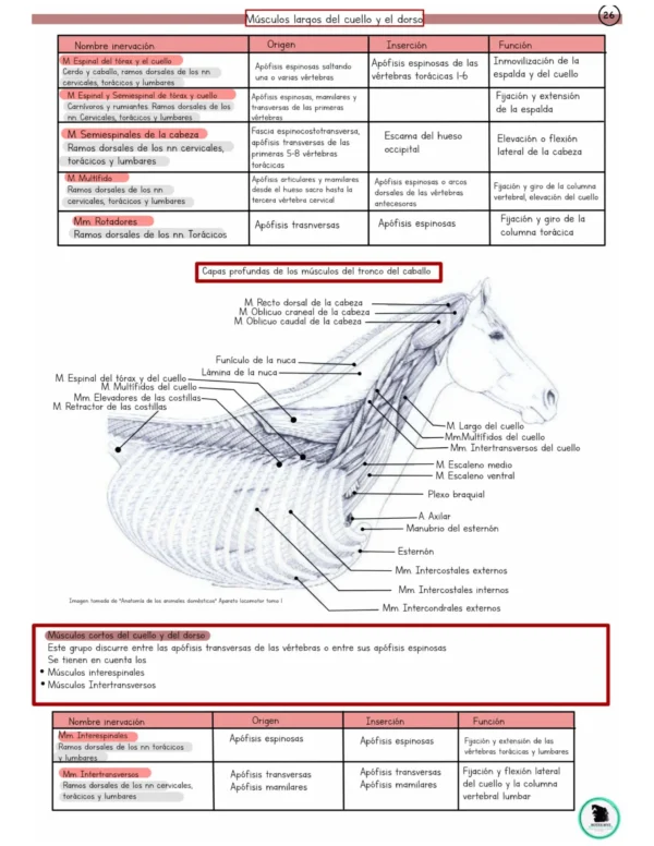 Apuntes digital de Anatomía del sistema Músculo-Esquelético basados en König y Liebich - Imagen 4