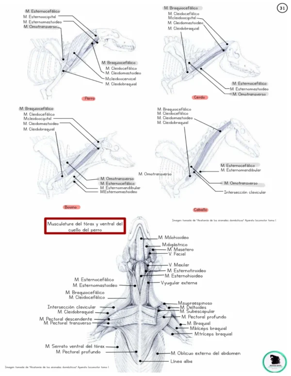 Apuntes digital de Anatomía del sistema Músculo-Esquelético basados en König y Liebich - Imagen 5