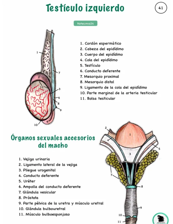Ilustraciones digitales anatómicas del Bovino - Imagen 8