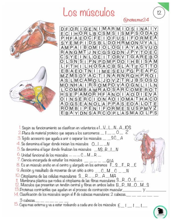 Guía Digital interactiva de Anatomía veterinaria - Imagen 6