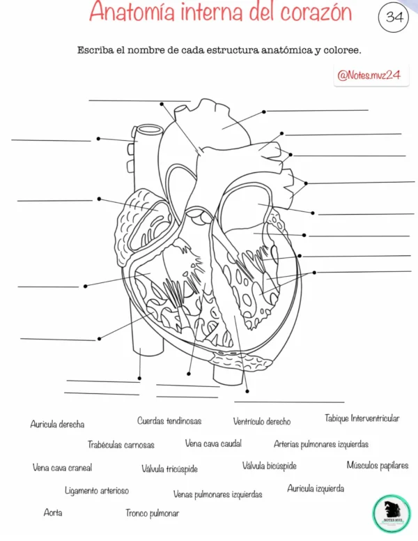 Guía Digital interactiva de Anatomía veterinaria - Imagen 7