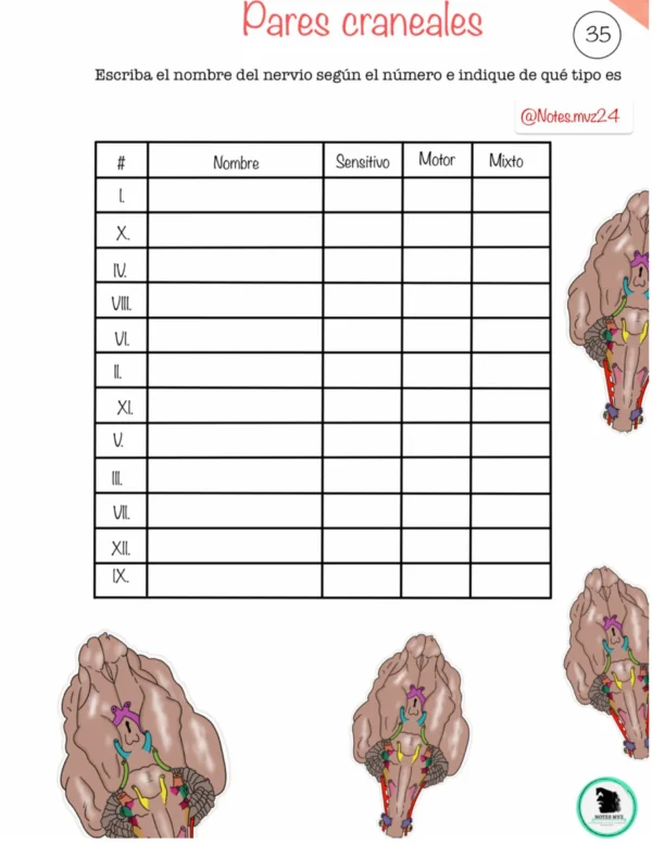 Guía Digital interactiva de Anatomía veterinaria - Imagen 8