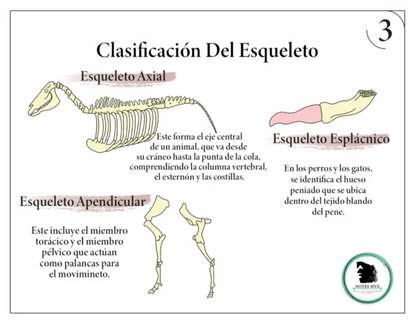 Mini Atlas Digital de osteología de los animales domésticos - Imagen 5