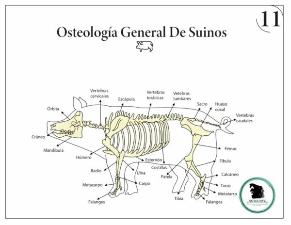 Mini Atlas Digital de osteología de los animales domésticos - Imagen 4