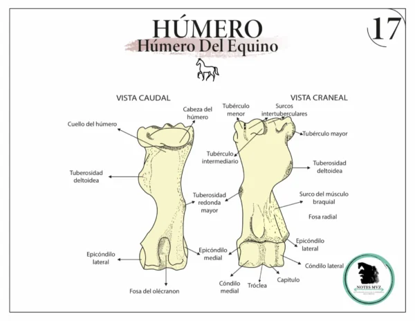 Mini Atlas Digital de osteología de los animales domésticos - Imagen 9