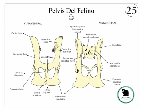 Mini Atlas Digital de osteología de los animales domésticos - Imagen 8