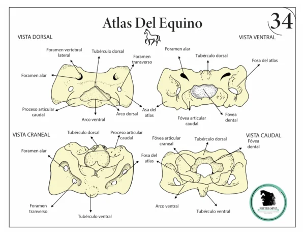 Mini Atlas Digital de osteología de los animales domésticos - Imagen 7