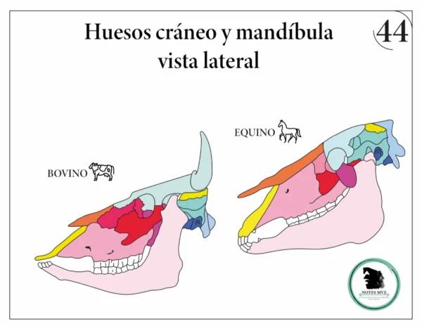 Mini Atlas Digital de osteología de los animales domésticos - Imagen 6