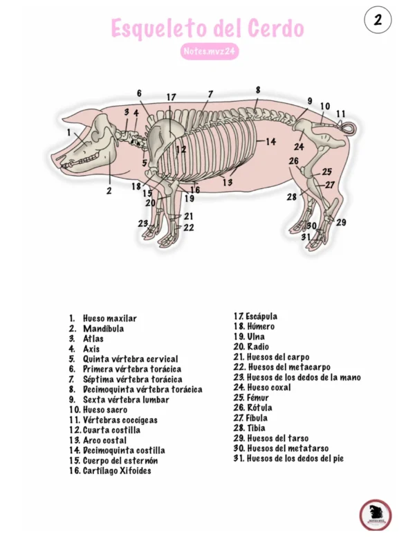 Ilustraciones digitales anatómicas del cerdo - Imagen 3