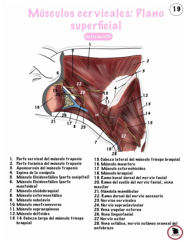 Ilustraciones digitales anatómicas del cerdo - Imagen 5