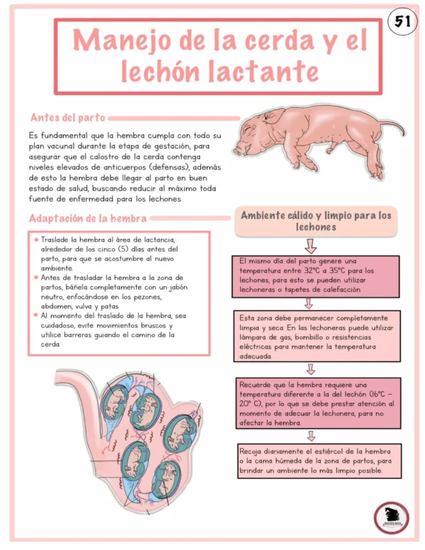 Ilustraciones digitales anatómicas del cerdo - Imagen 10